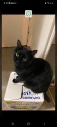 Lost Female Cat last seen Waterloo and Guelph. Duke and Wilhelm. , Kitchener, ON N2H 5S7