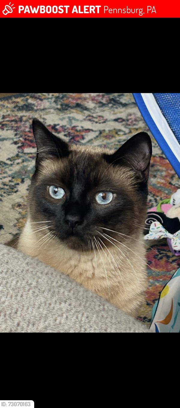 Lost Male Cat last seen Main st pennsburg, Pennsburg, PA 18073