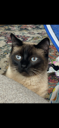 Lost Male Cat last seen Main st pennsburg, Pennsburg, PA 18073
