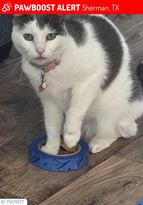 Lost Female Cat last seen Heritage Ranch Trail & Hickory Street, Sherman, TX 75092