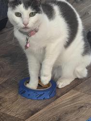 Lost Female Cat last seen Heritage Ranch Trail & Hickory Street, Sherman, TX 75092