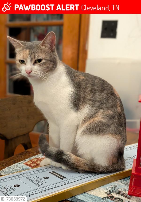 Lost Female Cat last seen Spring place rd Mcclure rd, Cleveland, TN 37323