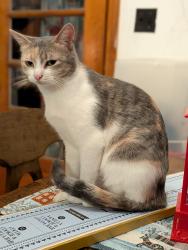 Lost Female Cat last seen Spring place rd Mcclure rd, Cleveland, TN 37323