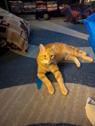 Lost Male Cat last seen Midland, Hilliard, OH 43026