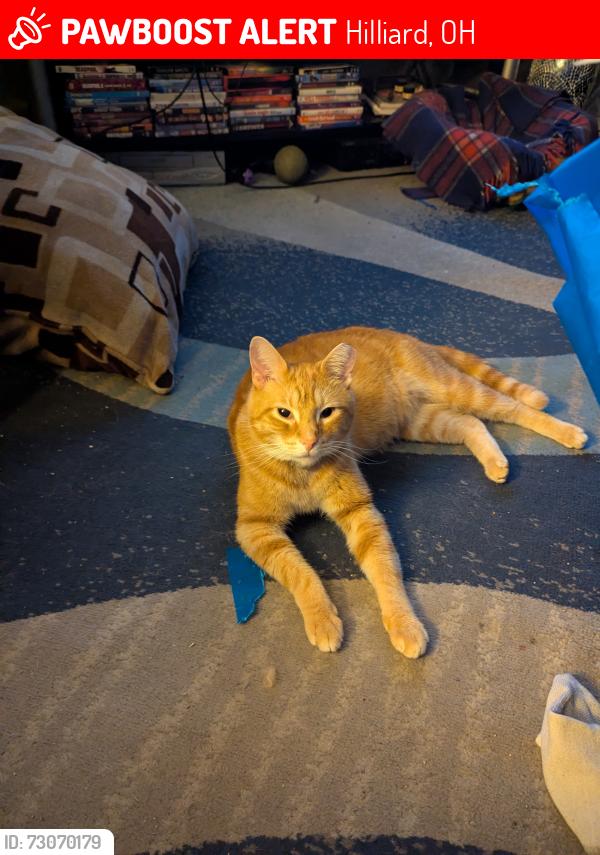 Lost Male Cat last seen Midland, Hilliard, OH 43026