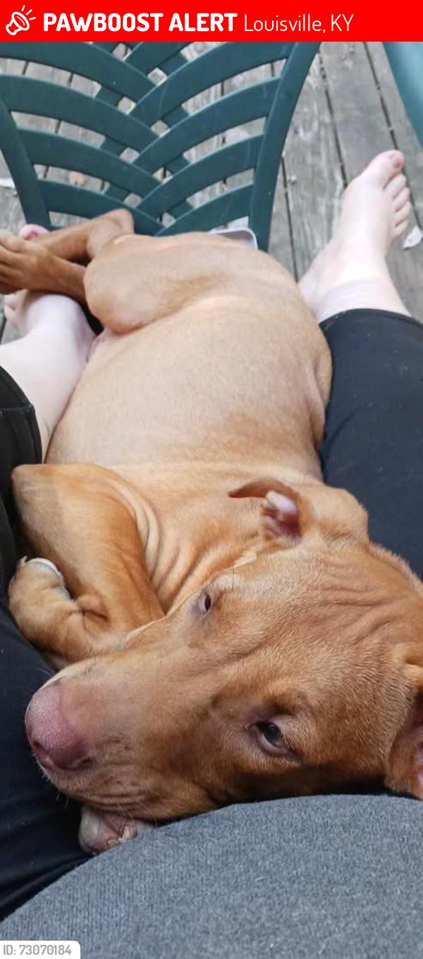 Lost Female Dog last seen Flintlock dr, Louisville, KY 40216