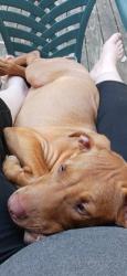 Lost Female Dog last seen Flintlock dr, Louisville, KY 40216