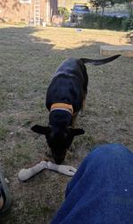 Lost Female Dog last seen Buckingham drive, Burlington, NC 27217