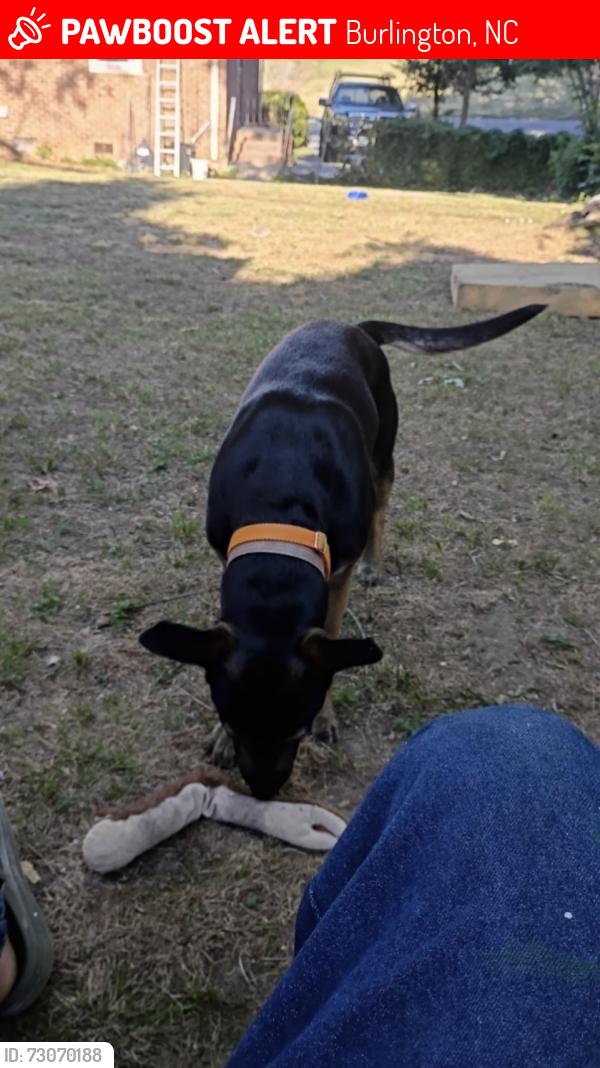 Lost Female Dog last seen Buckingham drive, Burlington, NC 27217