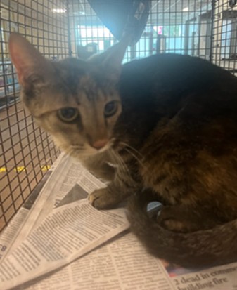 Shelter Stray Female Cat last seen , 14409 Vanowen St, Van Nuys, CA 91405, USA