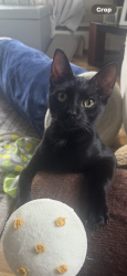 Lost Male Cat last seen Lake dr and park pl, Copiague, NY 11726