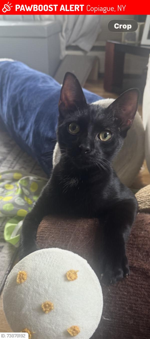 Lost Male Cat last seen Lake dr and park pl, Copiague, NY 11726
