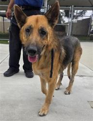 Shelter Stray Male Dog last seen , 11258 Garfield Ave, Downey, CA 90242, USA