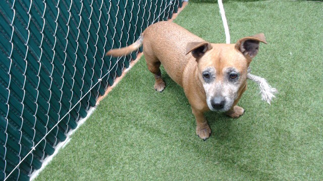 Shelter Stray Female Dog last seen , 11258 Garfield Ave, Downey, CA 90242, USA