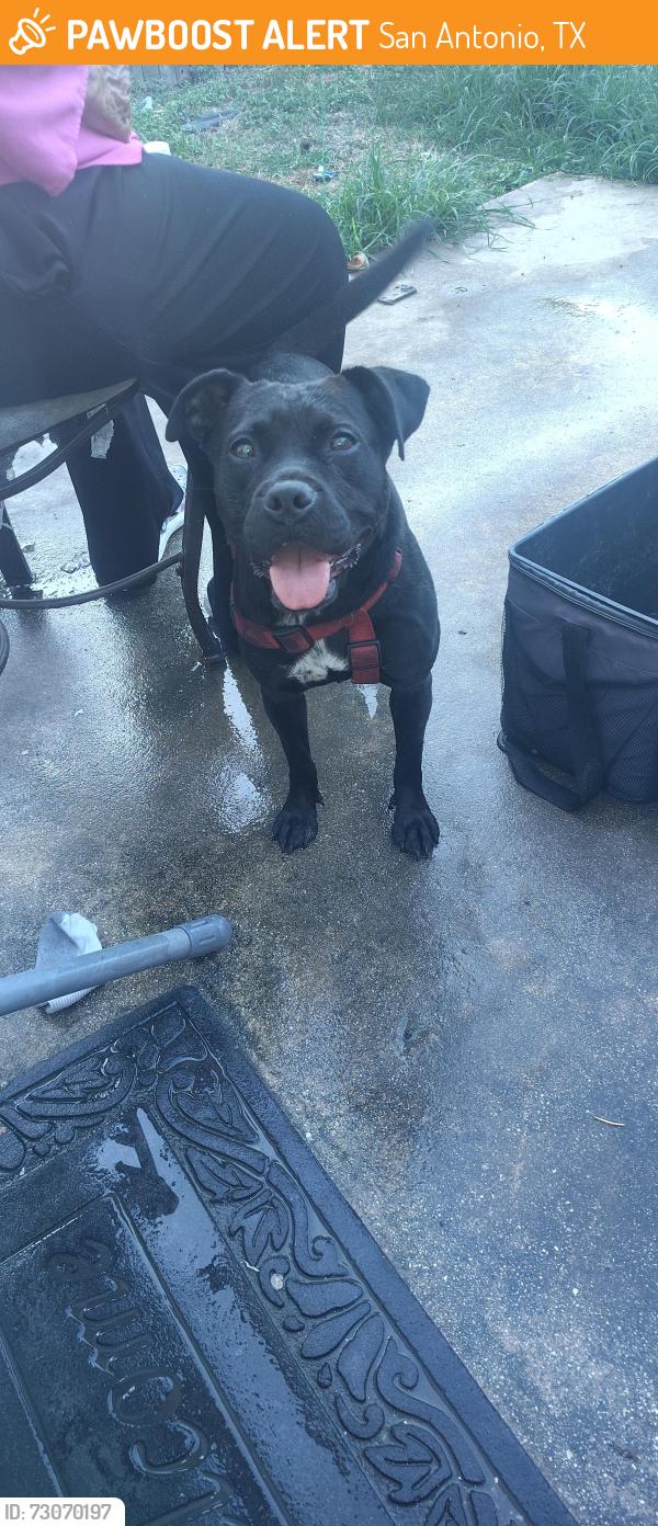 Found/Stray Female Dog last seen McDonald's, San Antonio, TX 78230