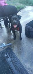 Found/Stray Female Dog last seen McDonald's, San Antonio, TX 78230