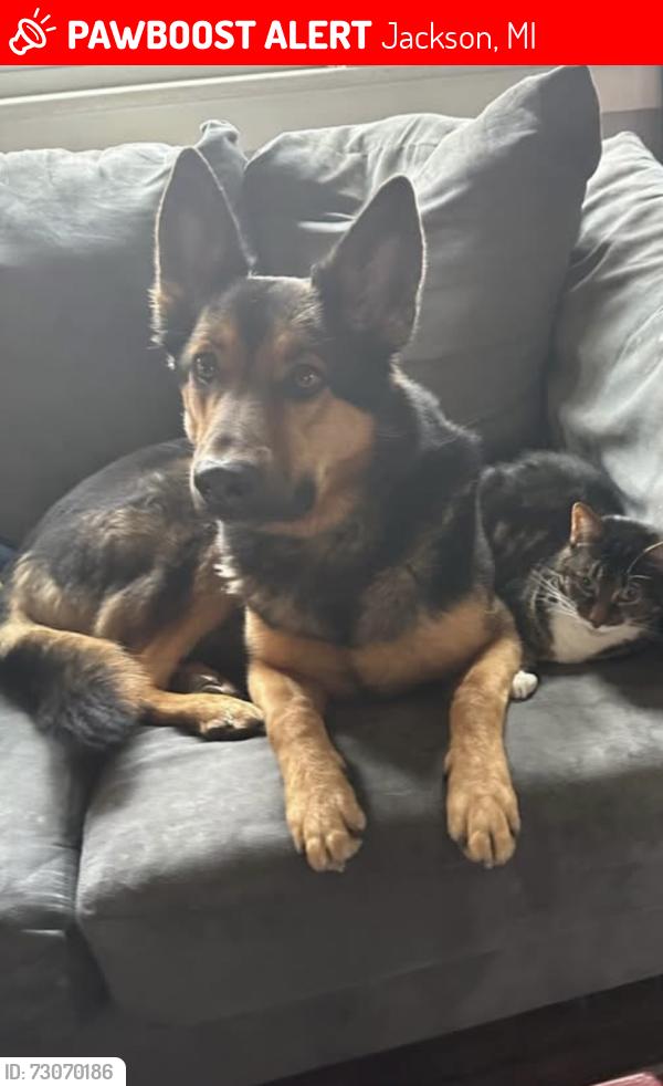 Lost Male Dog last seen Spring Arbor, MI -- Near the woods by Arbor view Estates, Jackson, MI 49201