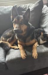 Lost Male Dog last seen Spring Arbor, MI -- Near the woods by Arbor view Estates, Jackson, MI 49201