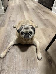 Lost Male Dog last seen Thomas Street, Decatur, GA 30032