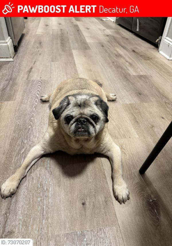 Lost Male Dog last seen Thomas Street, Decatur, GA 30032
