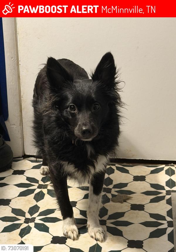Lost Female Dog last seen W Sparta st, Clark st, McMinnville, TN 37110