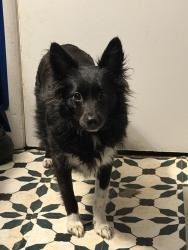 Lost Female Dog last seen W Sparta st, Clark st, McMinnville, TN 37110