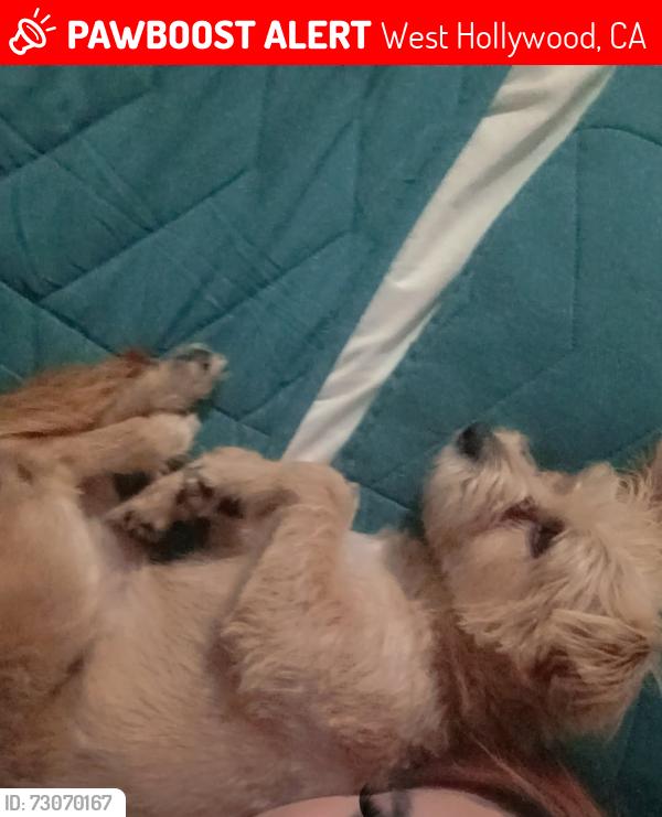 Lost Female Dog last seen Santa monica labrea or just surrounding area, West Hollywood, CA 90046