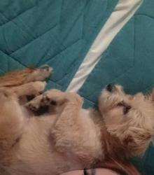 Lost Female Dog last seen Santa monica labrea or just surrounding area, West Hollywood, CA 90046