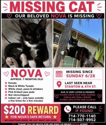 Reunited Female Cat last seen 4th and stanton, Buena Park, CA 90621