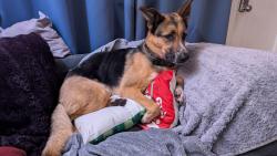 Reunited Male Dog last seen Monroe and Wellesley , Spokane, WA 99205