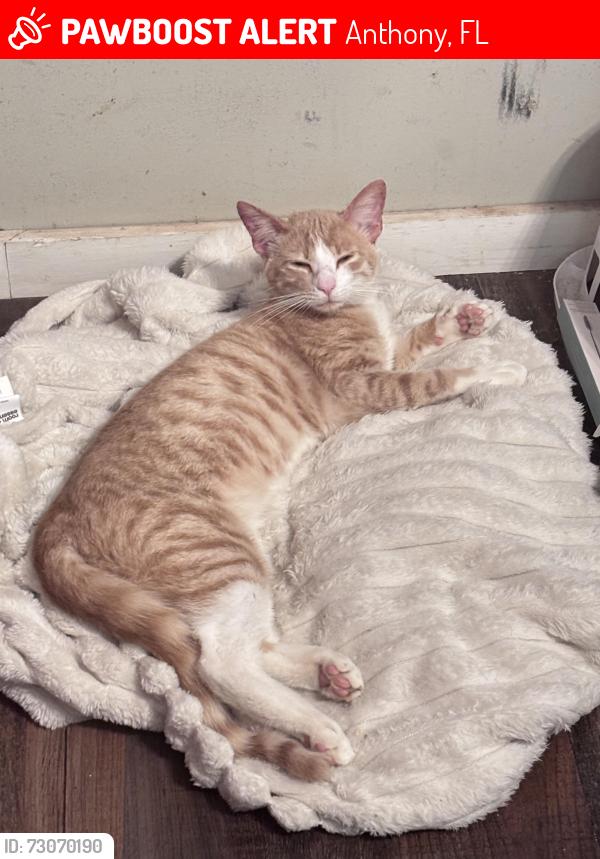 Lost Male Cat last seen 97th street rd, Anthony, FL 34479