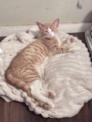 Lost Male Cat last seen 97th street rd, Anthony, FL 34479
