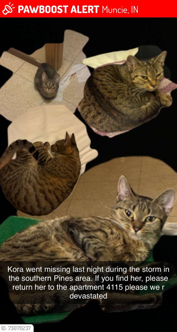 Lost Female Cat last seen S Pinewood Dr, Muncie, IN 47302