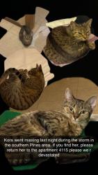 Lost Female Cat last seen S Pinewood Dr, Muncie, IN 47302