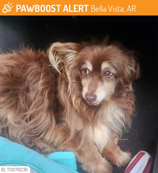 Found/Stray Female Dog last seen Evanston Rd and Highlands Blvd, Bella Vista, AR 72715