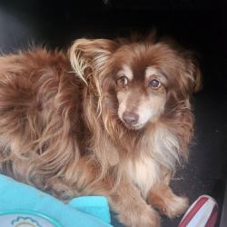 Found/Stray Female Dog last seen Evanston Rd and Highlands Blvd, Bella Vista, AR 72715