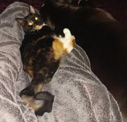 Reunited Female Cat last seen W. Blue Oaks and Standford Ranch, Rocklin, CA 95765