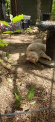 Lost Male Cat last seen Ellie Lane and Soderquist, Mancelona, MI 49659