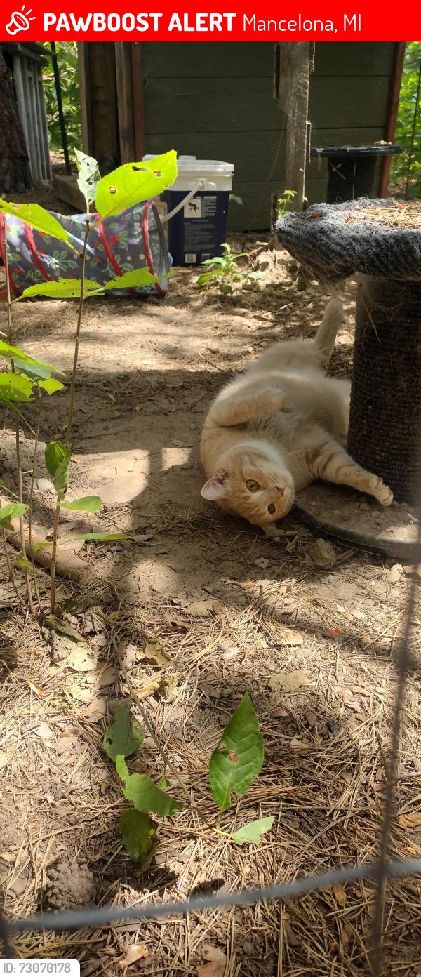 Lost Male Cat last seen Ellie Lane and Soderquist, Mancelona, MI 49659