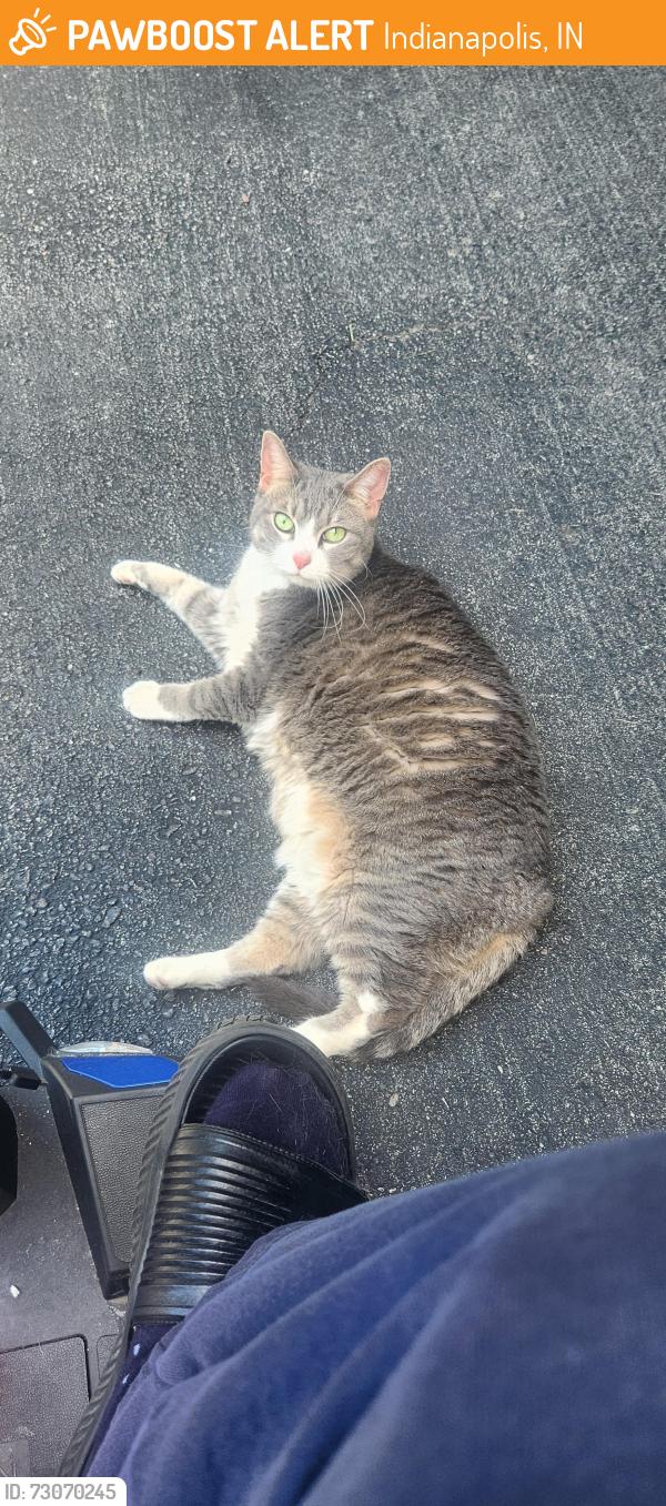 Found/Stray Unknown Cat last seen Near Skiles test park in Avalon Hills, Indianapolis, IN 46220