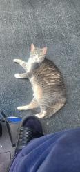Found/Stray Unknown Cat last seen Near Skiles test park in Avalon Hills, Indianapolis, IN 46220