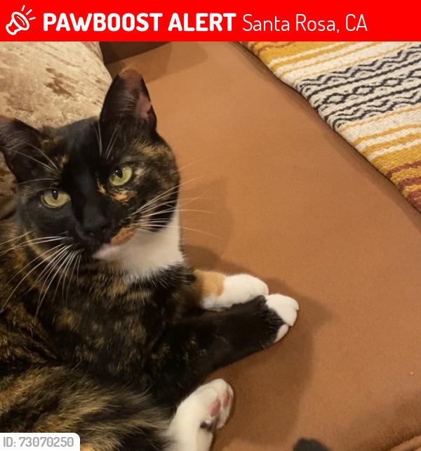 Lost Female Cat last seen Stoneypoint and West Third St, Santa Rosa, CA 95401