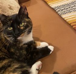 Lost Female Cat last seen Stoneypoint and West Third St, Santa Rosa, CA 95401