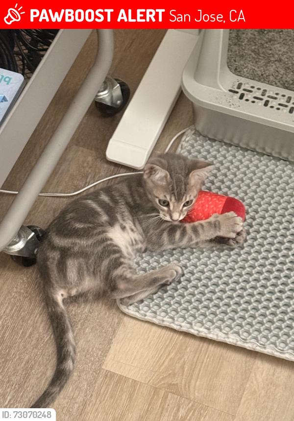 Lost Male Cat last seen N seventh street, San Jose, CA 95112