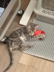 Lost Male Cat last seen N seventh street, San Jose, CA 95112
