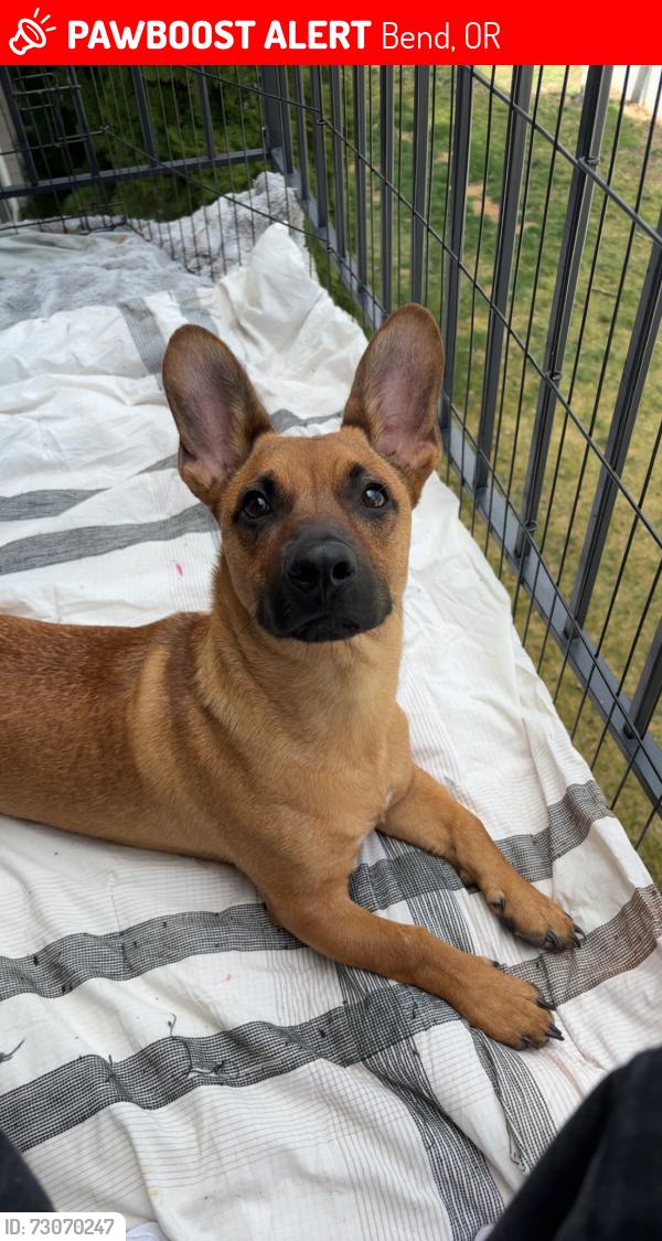 Lost Male Dog last seen Downtown bend, Bend, OR 97701