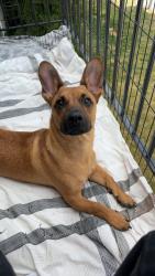 Lost Male Dog last seen Downtown bend, Bend, OR 97701