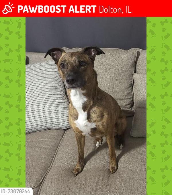 Lost Female Dog last seen Near Grant St. Dolton, IL, Dolton, IL 60419