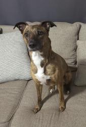 Lost Female Dog last seen Near Grant St. Dolton, IL, Dolton, IL 60419