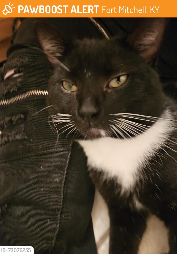 Found/Stray Male Cat last seen The Reserve at Fort Mitchell, Fort Mitchell, KY 41017